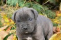 �t��ata Cane corso