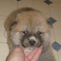 Akita inu štěně na vánoce Akita inu štěně na vánoce