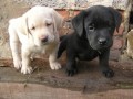 labradorsk� retriever s pp