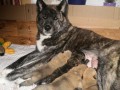 Akita Inu Akita Inu