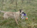 Belgick� ov��k -malinois