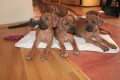 Rhod�zsk� ridgeback s PP