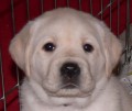 Labrador Retriever s PP (�t�n�)