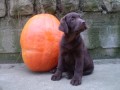 Labradorský retriever-čokoládová a černá štěňátka s PP Labradorský retriever-čokoládová a černá štěňátka s PP