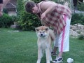 štěňata Akita inu s PP štěňata Akita inu s PP
