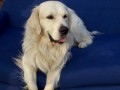 kryt� - golden retriever (s PP)