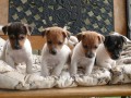 Jack Russel Teri�r 