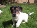 Jack Russel terier s PP
