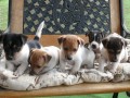 Jack Russel Teri�r 