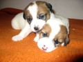 Jack Russell teriér - štěňata s PP Jack Russell teriér - štěňata s PP