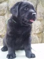 Labradorský retriever-čokoládová a černá štěňátka s PP Labradorský retriever-čokoládová a černá štěňátka s PP