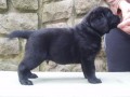 Labradorský retriever-čokoládová a černá štěňátka s PP Labradorský retriever-čokoládová a černá štěňátka s PP