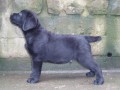 Labrador retriever -štěňátka s PP Labrador retriever -štěňátka s PP