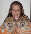 Akita inu - nabízíme štěňátka Akita inu - nabízíme štěňátka