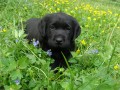 Labradork� retriever-�t�n�