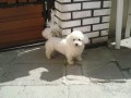 Bišonek štěňata (Bichon á poil frisé) Bišonek štěňata (Bichon á poil frisé)
