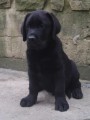 Labrador retriever -štěňátka s PP Labrador retriever -štěňátka s PP