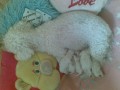 Bišonek - štěňata (Bichon á poil frisé) Bišonek - štěňata (Bichon á poil frisé)