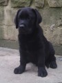 Labradorský retriever -štěňátka s PP Labradorský retriever -štěňátka s PP