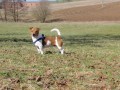 Nab�z�m ke kryt� - Jack Russell Terier