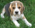 �t��ata beagle s PP