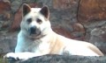 HLEDÁME ZTRACENOU AKITA INU HLEDÁME ZTRACENOU AKITA INU