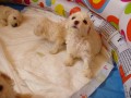 Bišonek (Bichon á poil frisé)  Bišonek (Bichon á poil frisé)