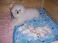 Bišonek(bichon a poil frise) Bišonek(bichon a poil frise)