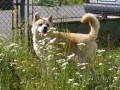 daruji Akita Inu daruji Akita Inu