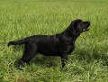 Labradorský retriever s PP Labradorský retriever s PP