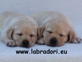 �t���tka Labrador Retriever s PP