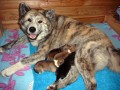 Prodám štěňata Akita Inu Prodám štěňata Akita Inu