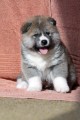 Prodám Akita Inu Prodám Akita Inu