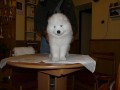 �t���tka samojed