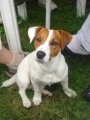 Jack russel terier - KRYT�