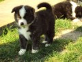 Akita s PP Akita s PP