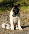 Americk� akita