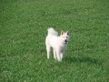 Štěňata Akita Inu  Štěňata Akita Inu