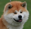 Akita s PP Akita s PP
