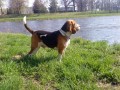 Nab�z�m beagla na p�ipu�t�n�
