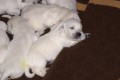 Golden retriever �t��ata s PP