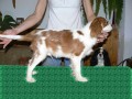 Kaval�r King Charles Spaniel