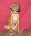 Rhod�sk� ridgeback �t���tka s PP