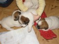 �t���tka JRT (jack russell terier) s PP