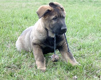 S v�cvikem aportu je nezbytn� za��t u� v ran�m �t�n�c�m v�ku.