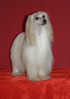 Andulka - koup�n�