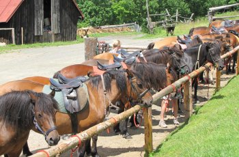 Sraz p��znivc� bordeauxsk�ch dog