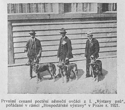 Ovčáci z první výstavy psů v Praze 1921