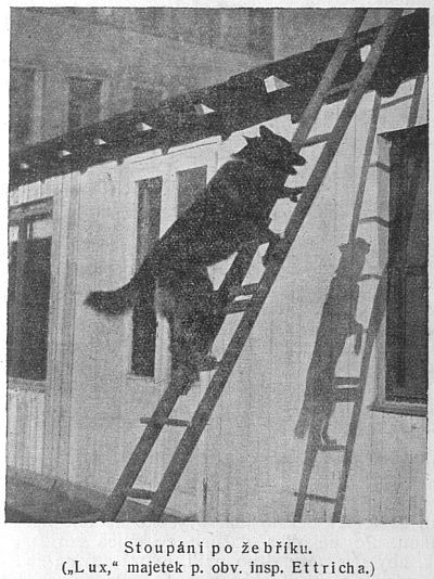 Stoupání po žebříku