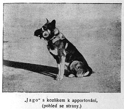 Jago s kozlíkem k apportování